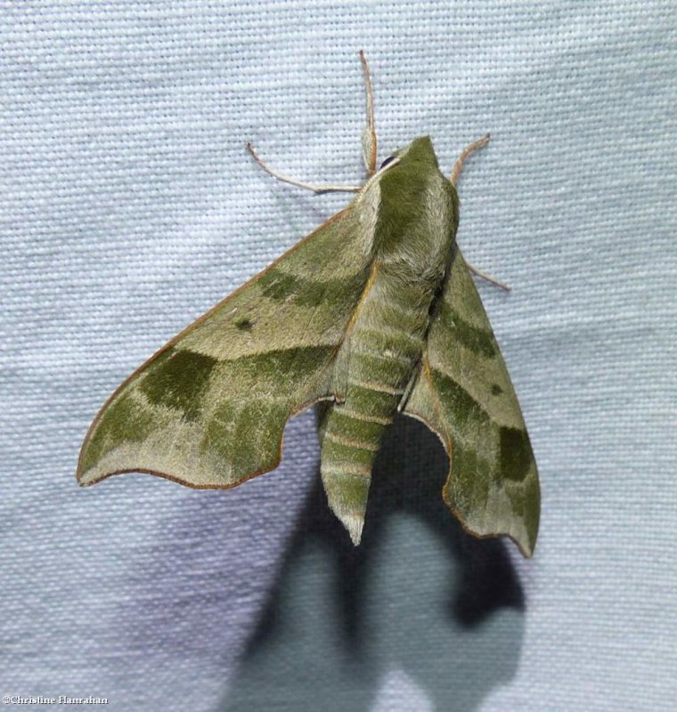Virginia creeper sphinx moth  (Darapsa myron), #7885