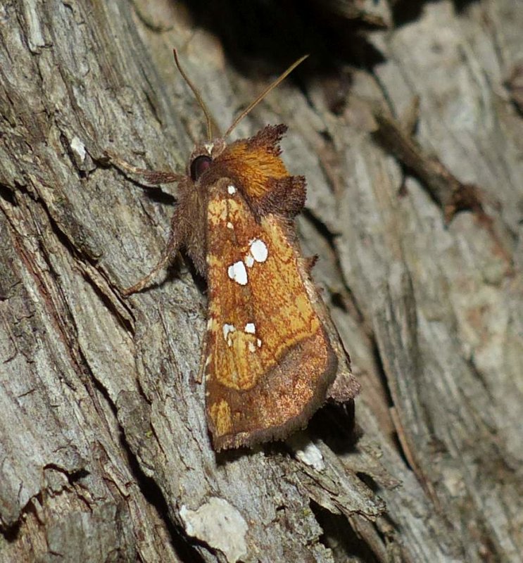 Northern burdock borer moth  (Papaipema arctivorens), #9471