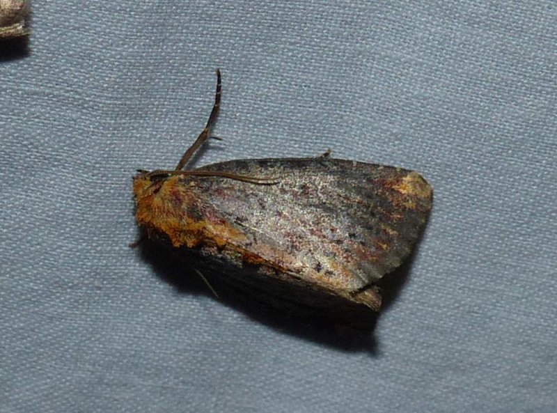 Elder shoot borer moth  (Achatodes zeae), #9520