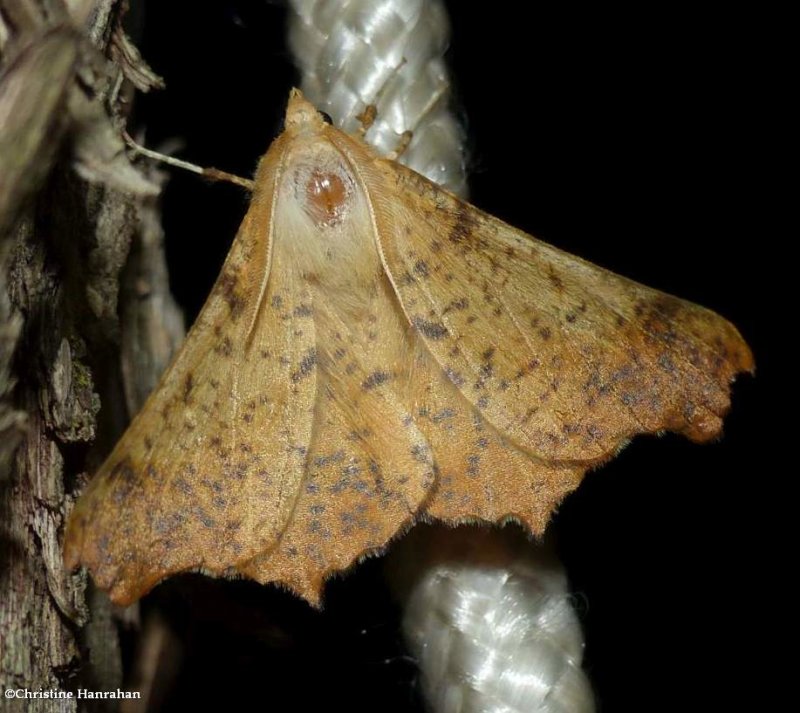 Maple spanworm moth (Ennomos magnaria), #6797