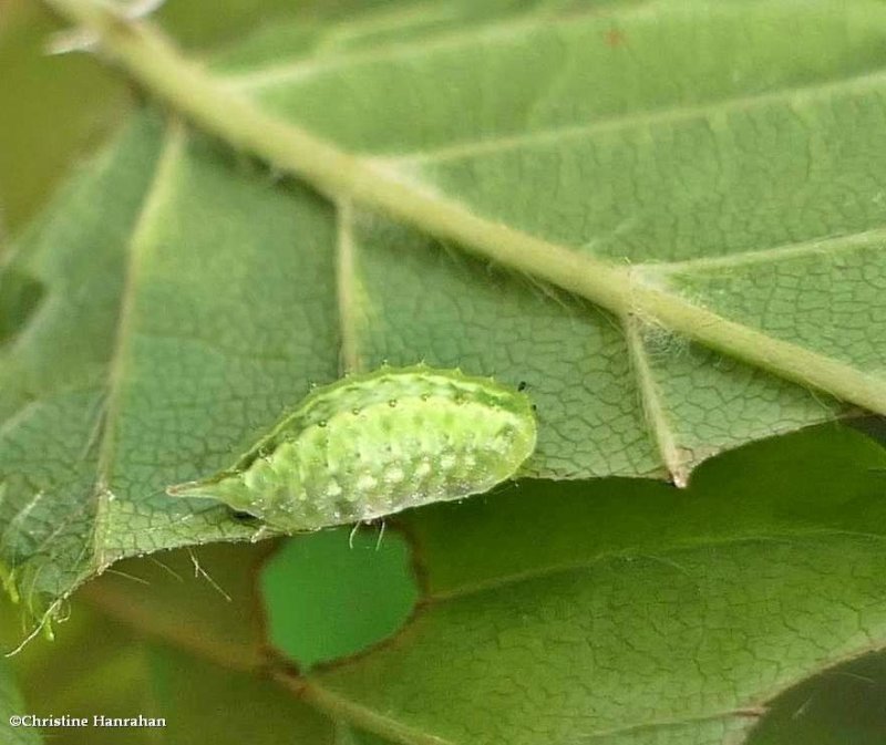 Elegant tailed slug moth caterpillar  (Packardia elegans), #4661