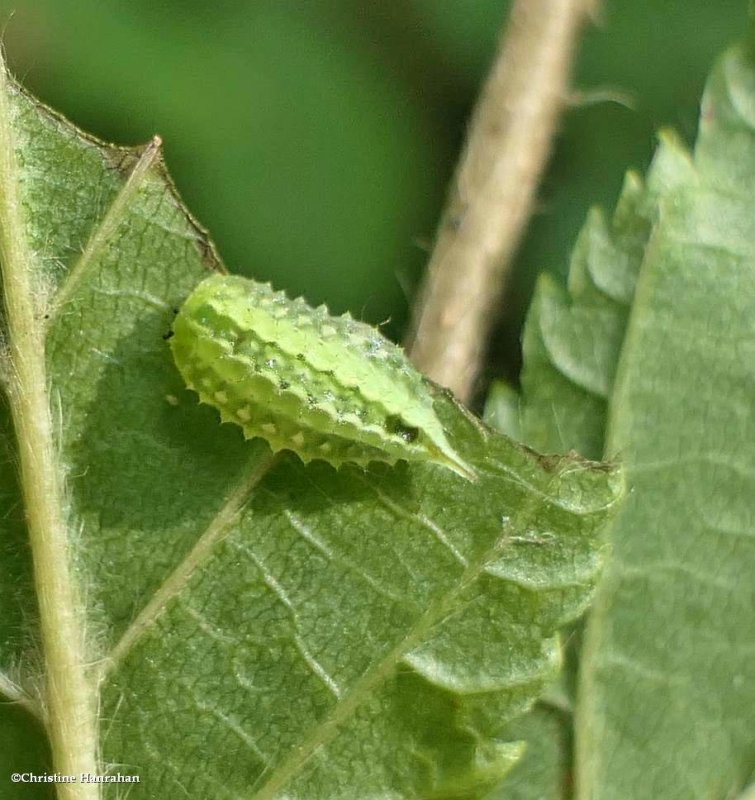 Elegant tailed slug moth caterpillar  (Packardia elegans), #4661