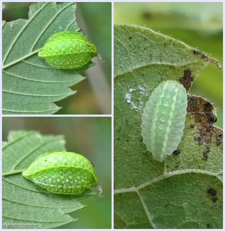 Yellow-shouldered slug moth caterpillars (Lithacodes fasciola), #4665