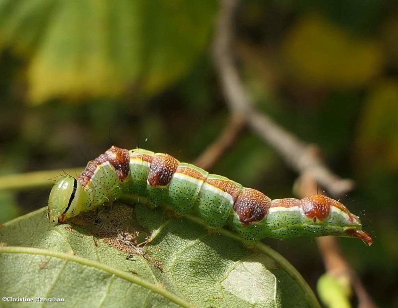 Prominent moth caterpillar (Lochmaeus sp.)