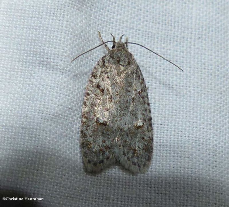 Twirler moth (Bog bibarrambla), #O011