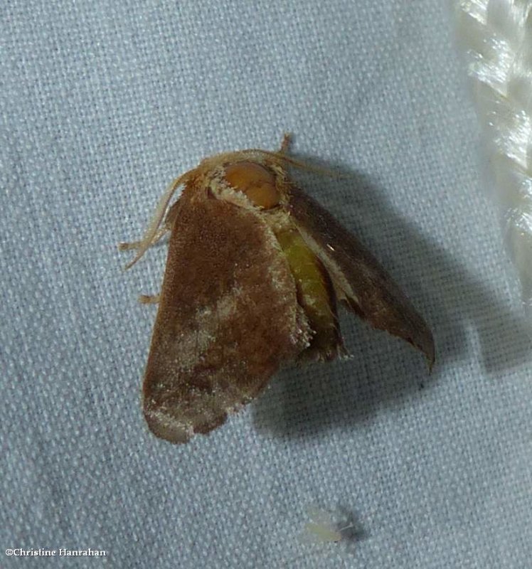 Crowned slug moth  (Isa textula),  #4681