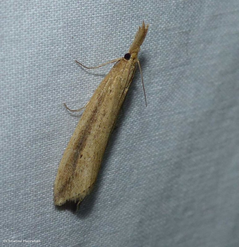 Delightful donacaula moth (Donacaula melinellus ), #5316