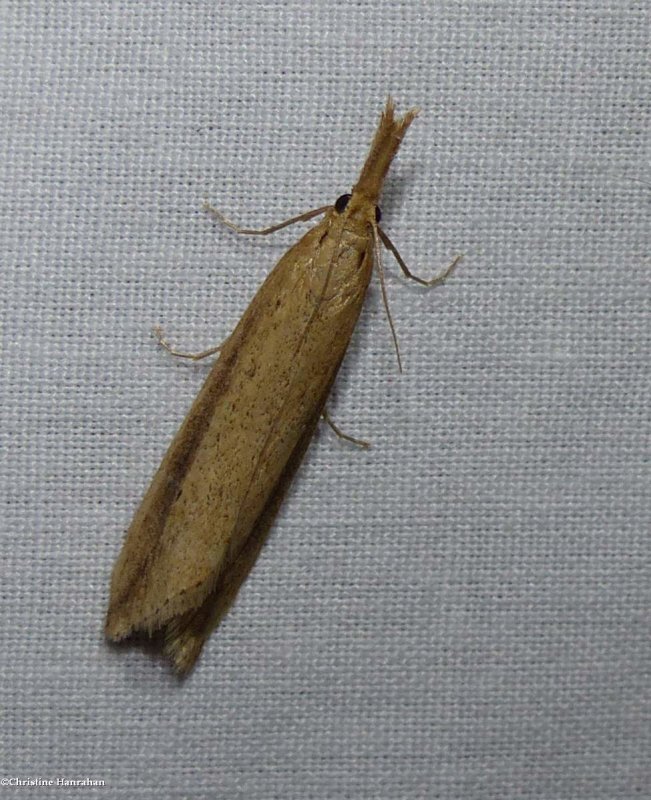 Delightful donacaula moth (Donacaula melinellus ), #5316