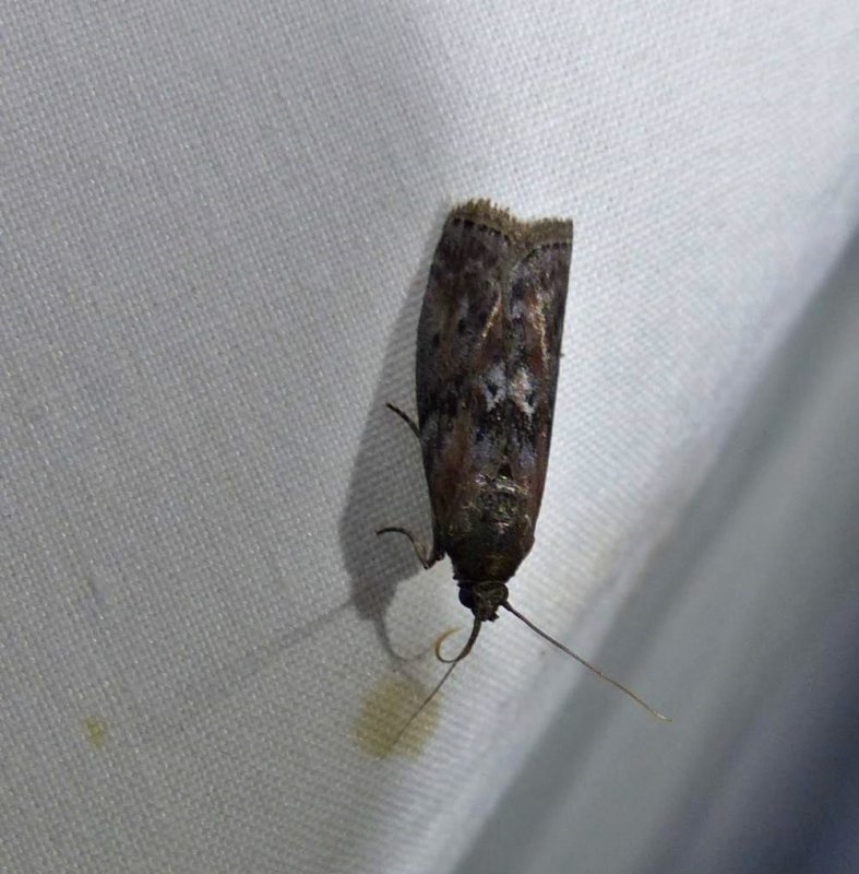 Black-spotted leafroller moth  (Sciota virgatella), #5797