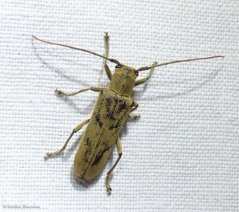 Linden borer long-horned beetle (Saperda vestita)