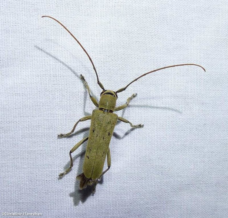 Linden borer long-horned beetle (Saperda vestita)