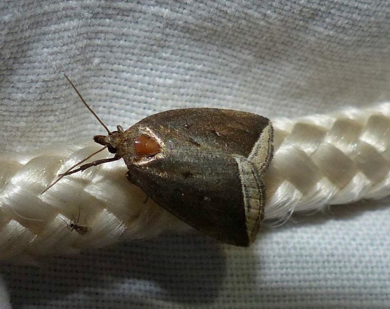 Curved halter moth (Capis curvata), #9059
