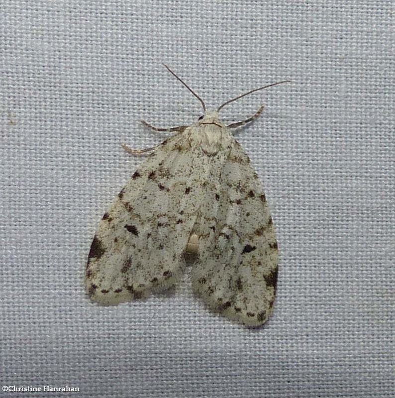 Little white lichen moth (Clemensia albata), #8098
