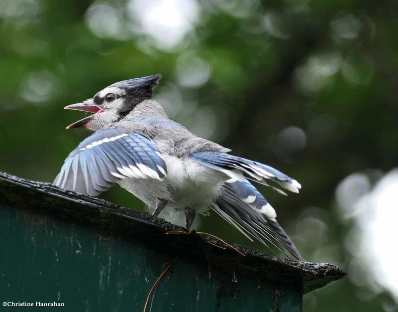 Blue jay