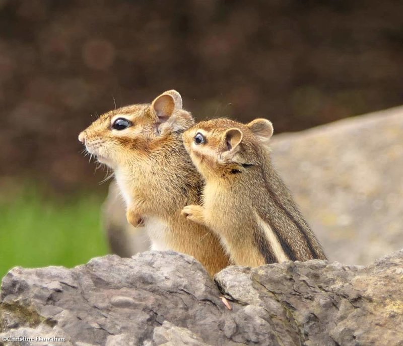 Eastern Chipmunk (Tamias striatus)