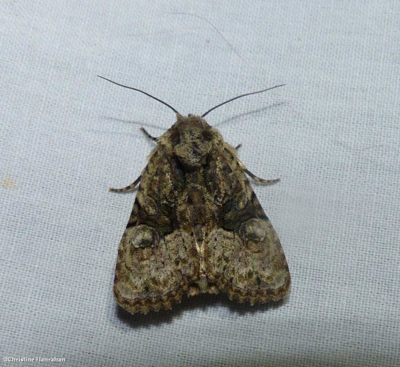 Black-banded brocade moth (Oligia modica), #9404