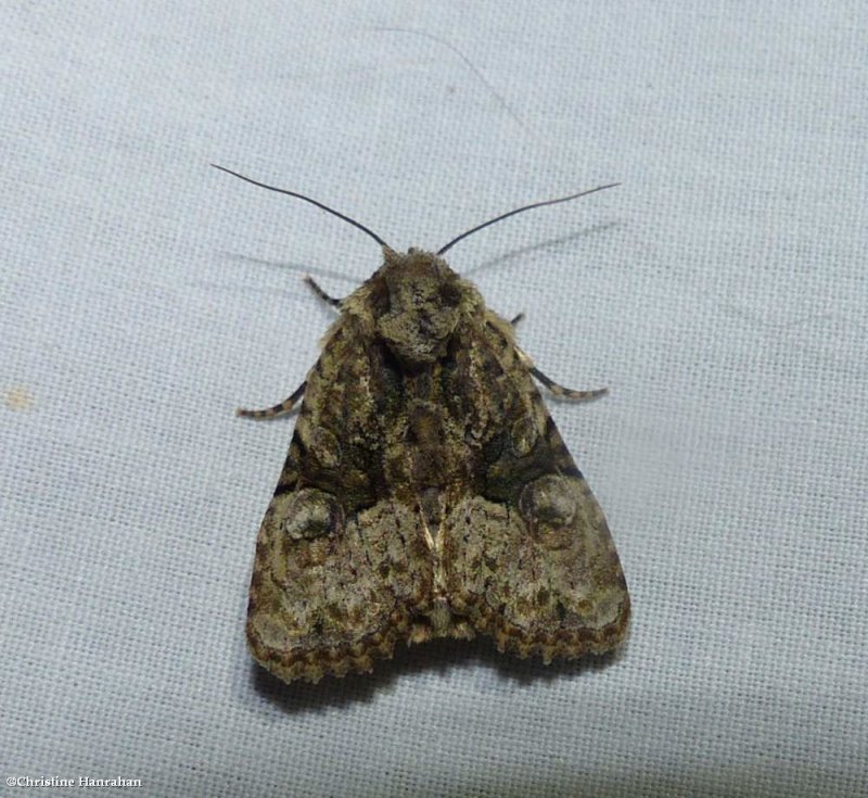 Black-banded brocade moth  (Oligia modica), #9404