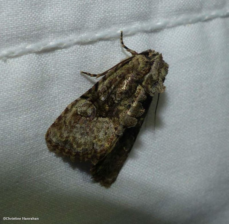 Black-banded brocade moth  (Oligia modica), #9404