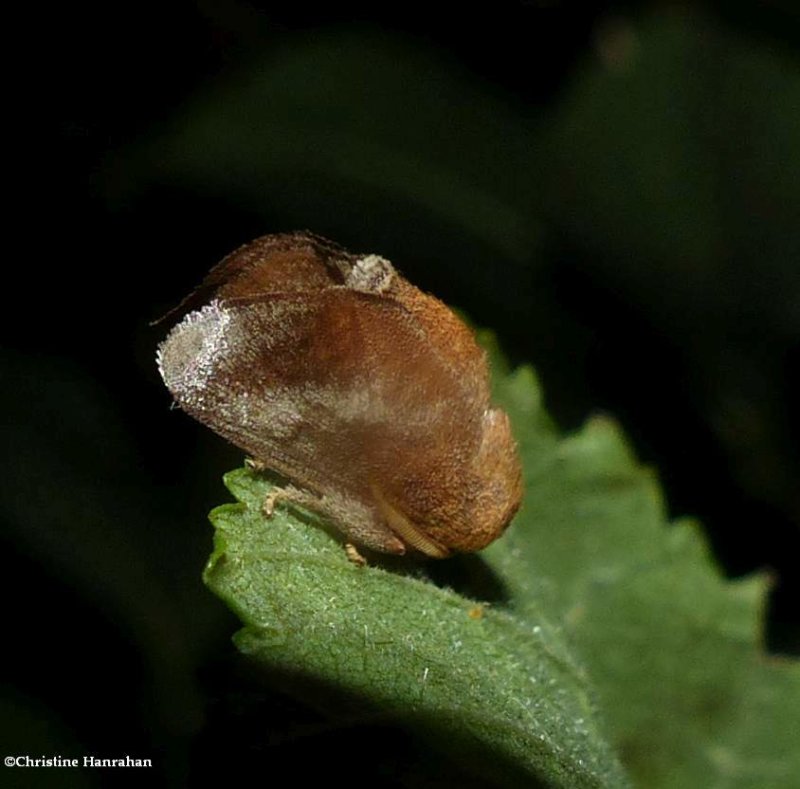 Crowned slug moth  (Isa textula),  #4681
