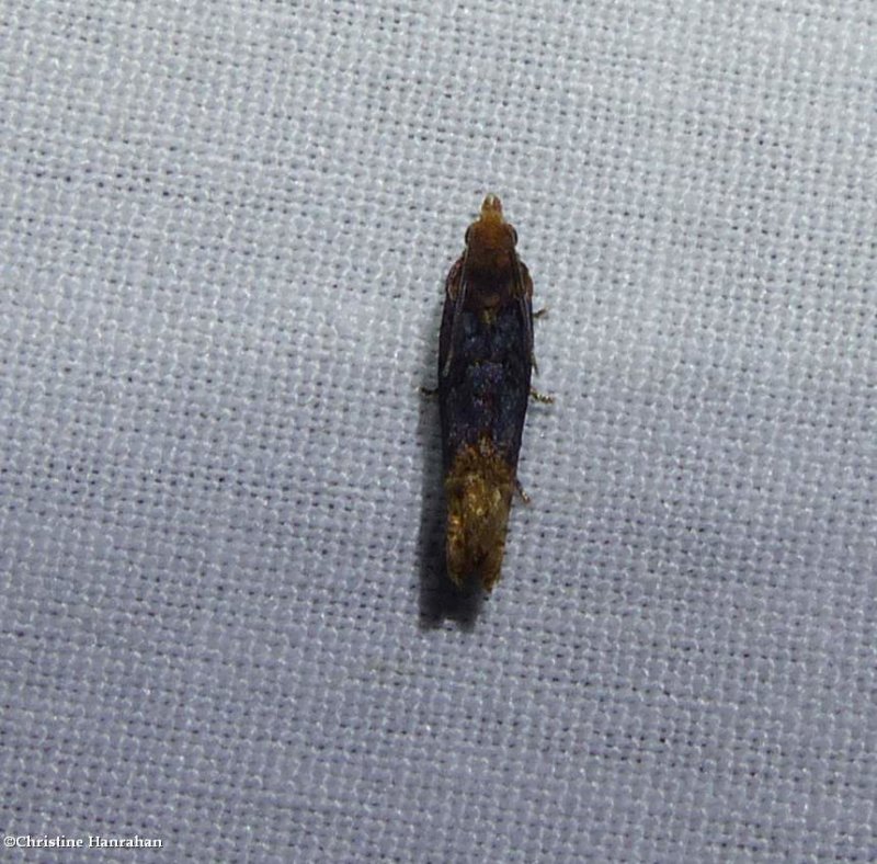 Buff-tipped eucosma moth  (Eucosma ochroterminana),  #2929