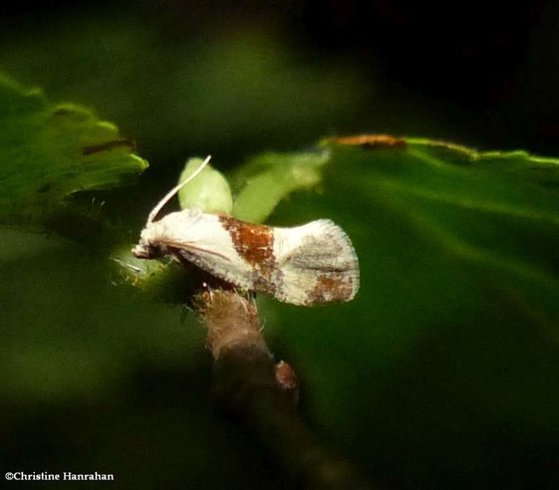 Brown-patched phalonidia moth  (Phalonidia lepidana), #3807