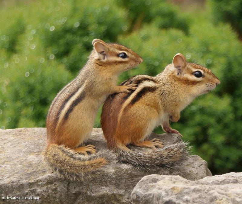 Eastern chipmunks (Tamias striatus)