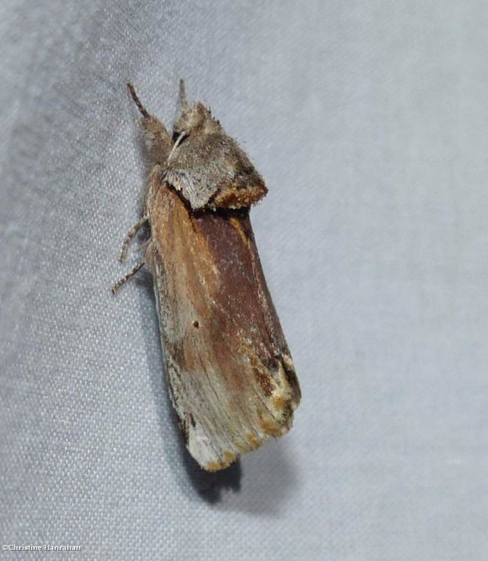 Red-humped caterpillar moth (Schizura concinna), #8010