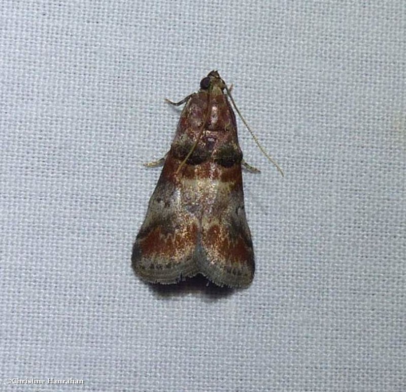 HIckory leafstem borer moth (Acrobasis angusella), #5673