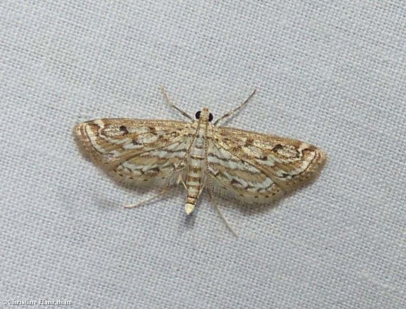 Watermilfoil leafcutter moth (Parapoynx allionealis), #4764