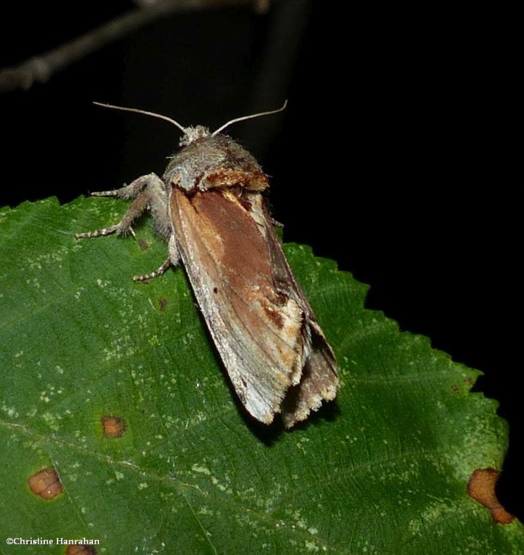 Red-humped caterpillar moth (Schizura concinna), #8010