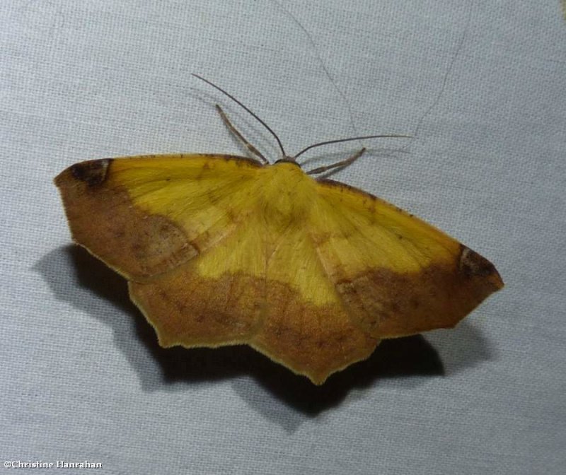 Variable antepione moth, male (Antepione thisoaria), #6987
