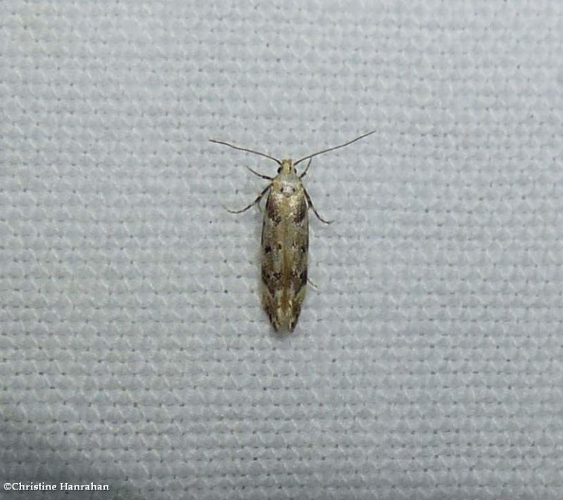 Gelechiid moth (Coleotechnites)