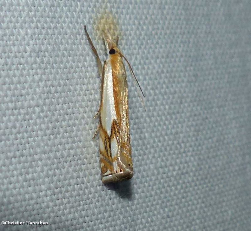 Double-banded grass veneer moth  (Crambus agitatellus),  #5362
