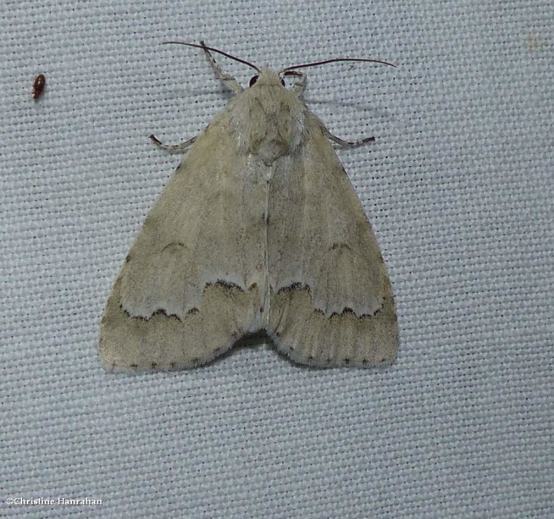 Unmarked dagger moth (Acronicta innotata), #9207