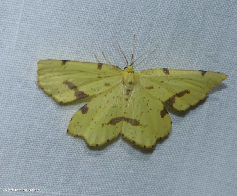 Crocus geometer moth (Xanthotype)