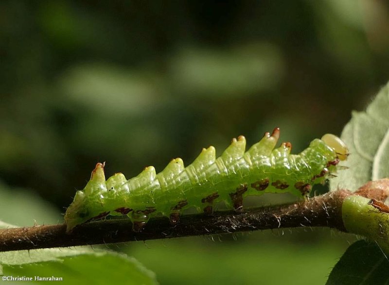 Double-toothed prominent moth caterpillar (Nerice bidentata), #7929