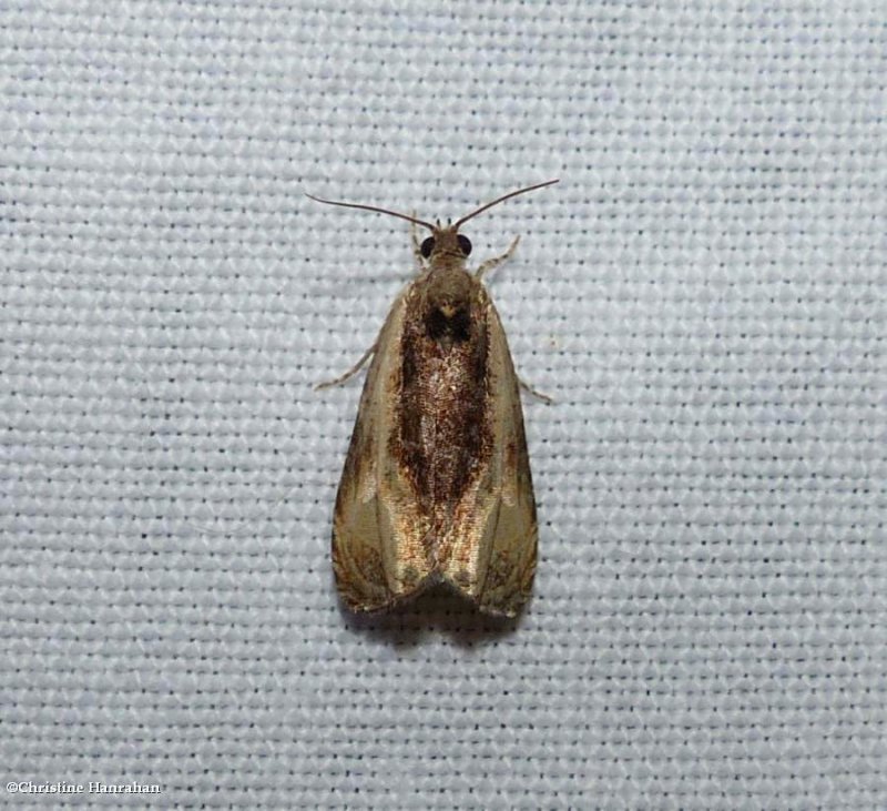 Variable nigranum moth (Olethreutes nigranum), #2800