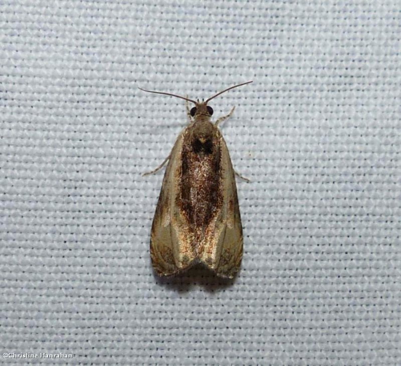 Variable nigranum moth  (Olethreutes nigranum), #2800