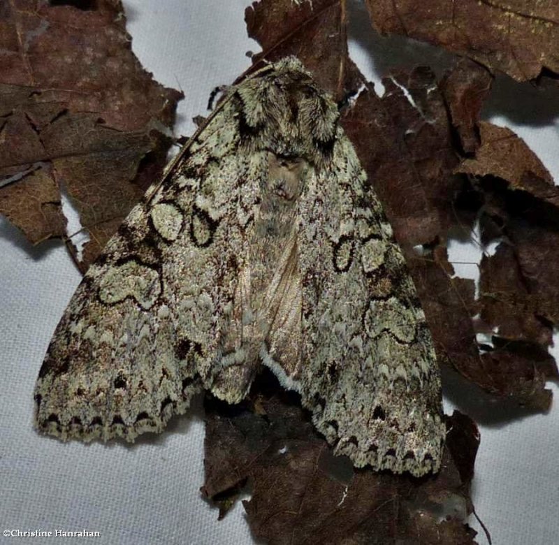 Stormy arches moth (Polia nimbosa), #10275