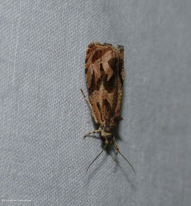 Tortricid moth (Olethreutes)