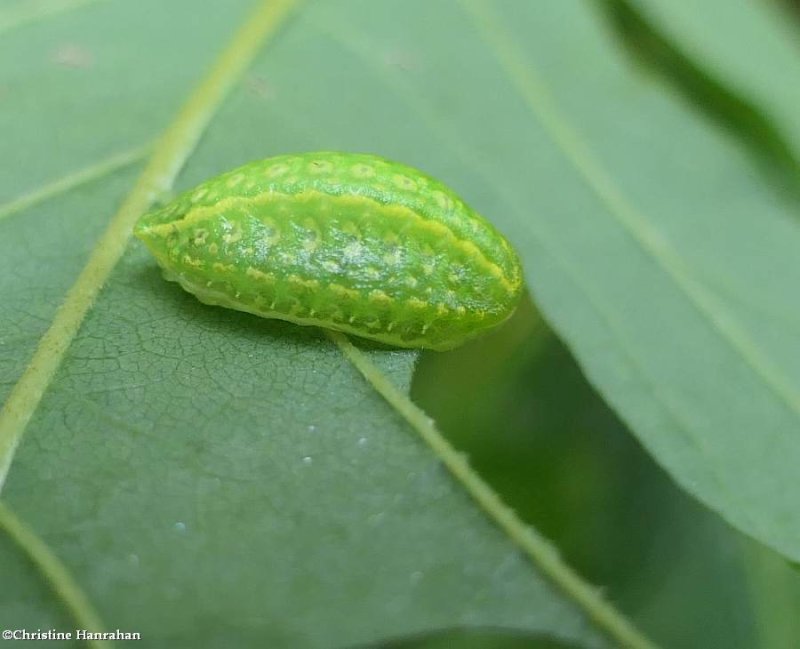 Yellow-shouldered slug moth caterpillar (Lithacodes fasciola), #4665