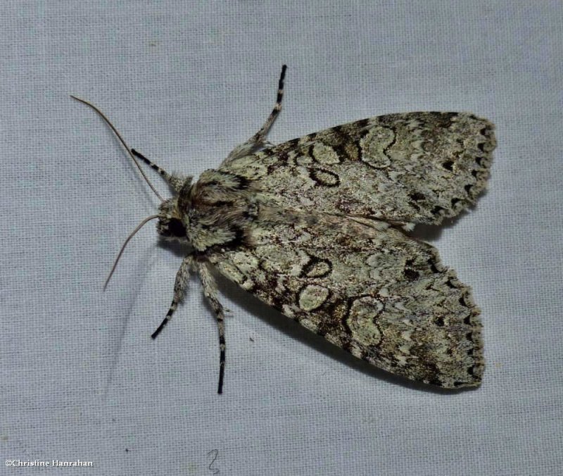 Stormy arches moth (Polia nimbosa), #10275