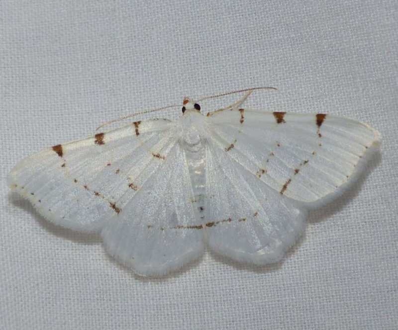 Lesser maple spanworm moth (Macaria pustularia),  #6273