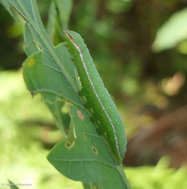 Angulose prominent moth caterpillar (Peridea angulosa), #7920