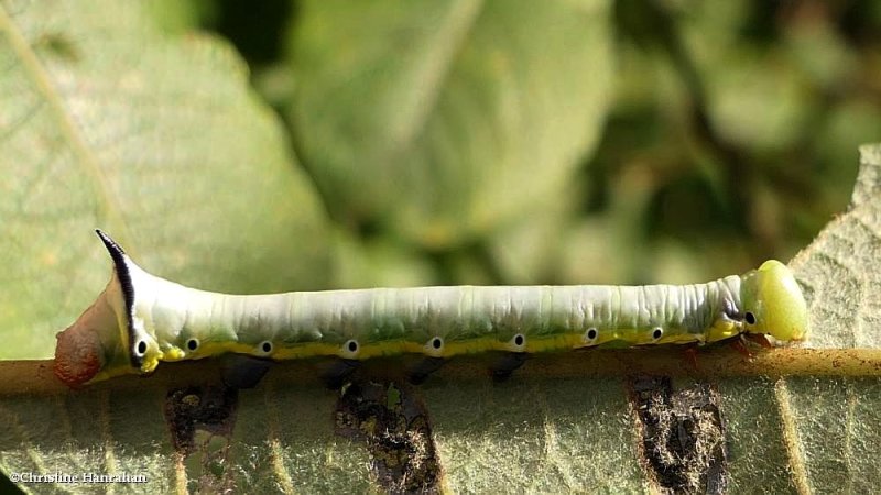 False sphinx moth caterpillar  (Pheosia rimosa), #7922