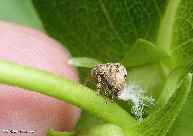 Green coneheaded planthopper nymph (Acanalonia conica)