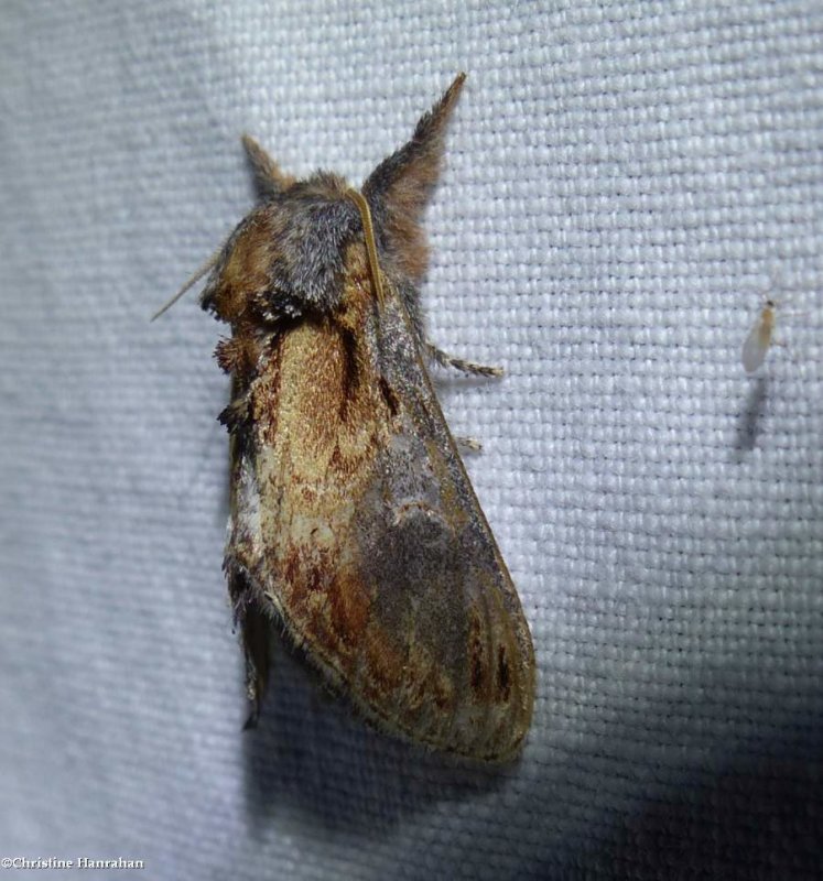Finned willow prominent (Notodonta scitipennis), #7926