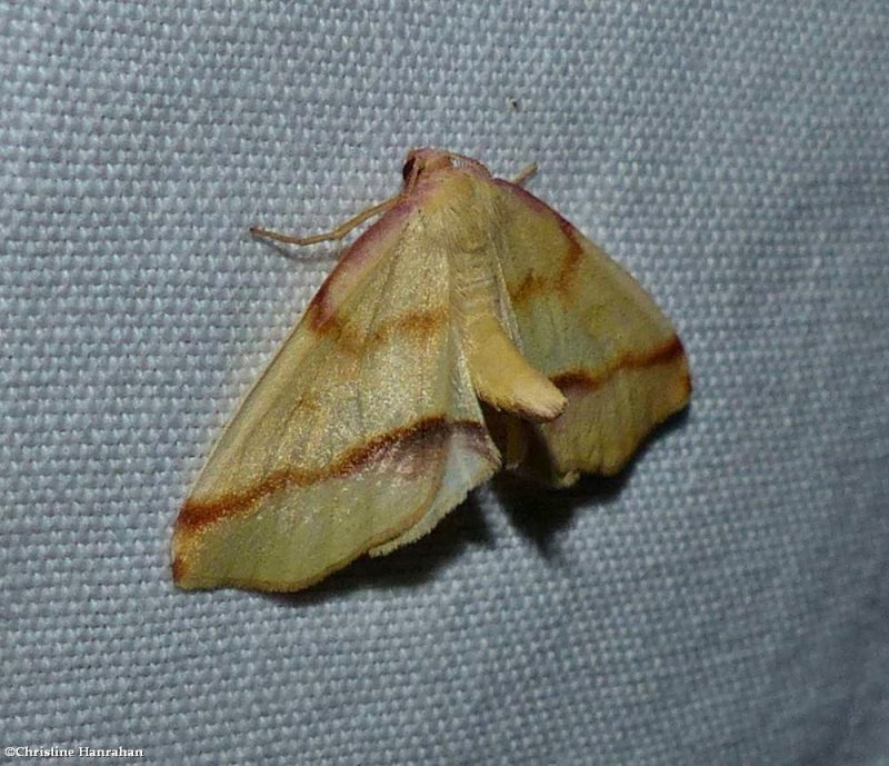 Lemon plagodis moth, male  (Plagodis serinaria), #6840