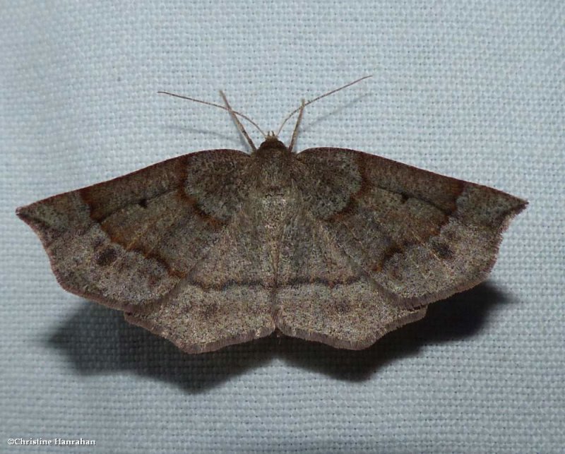 Ruddy metarranthis moth (Metarranthis duaria), #6822
