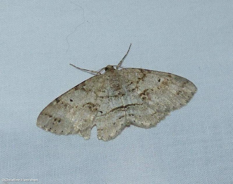 Signate melanophia moth  (Melanolophia signataria?), #6621